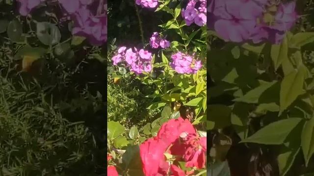 5.07 календарь цветения цфо скабиоза, флокс лилия #сад #fl смотреть онлайн