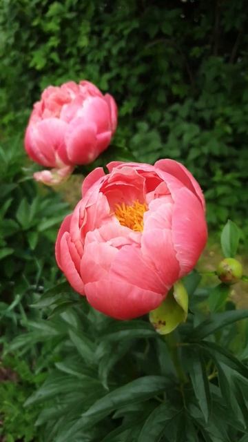 пион Coral Charm #peony #пионы #coralcharm #бодровцветовод смотреть онлайн