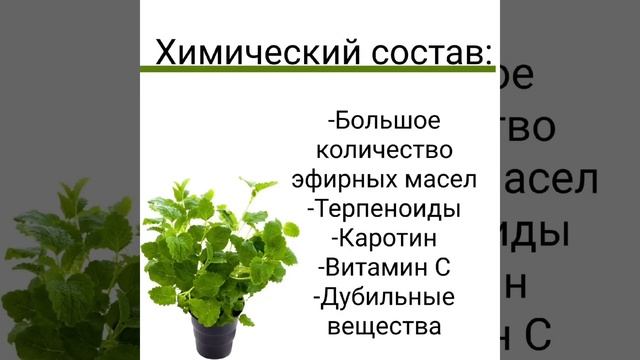 10 полезных свойств мелиссы. Рассказывает врач-фитотер смотреть онлайн