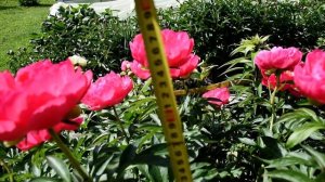 Ответ моим зрителям про пион Цитерия