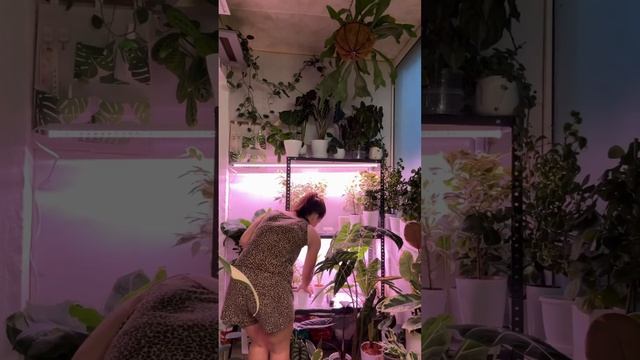 Обработка от вредителей #комнатныерастения смотреть онлайн