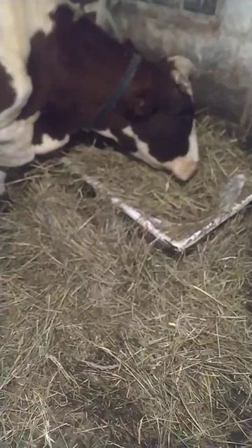 Кукла плохо ест сено. Экопоселение СПАРТА #экопоселен? смотреть онлайн