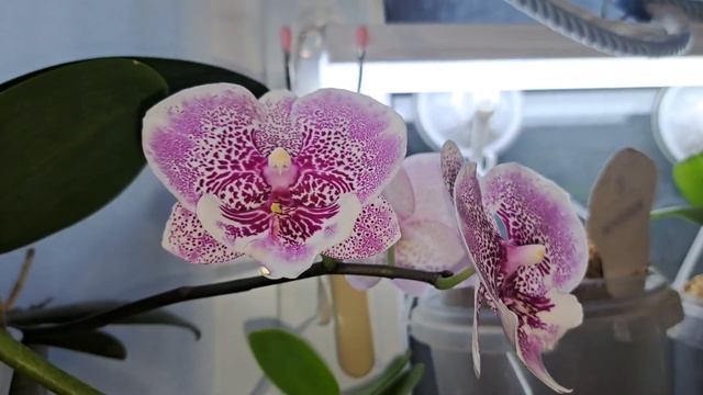 Орхидеи цветут!Голландский белый биг лип и две азиатс? смотреть онлайн