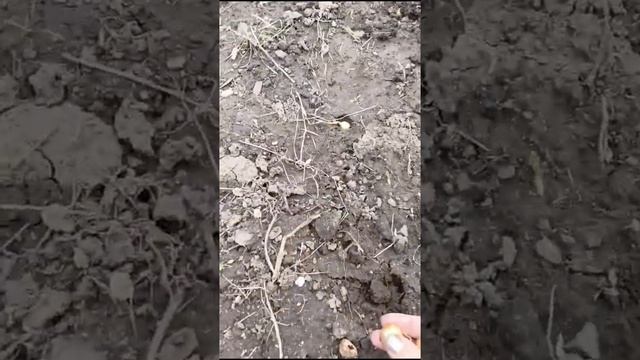 лук севок сажаю быстро легко не копаю не делаю грядки # смотреть онлайн