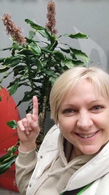 Уникальные кадры! цветущая драцена #цветы #драцена #аг? смотреть онлайн