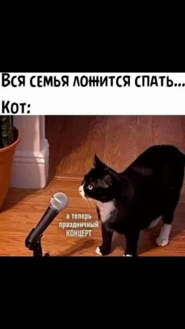 #приколы #коты смотреть онлайн