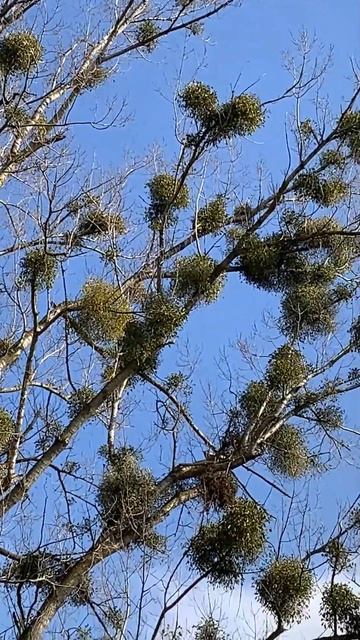 Омела #shorts смотреть онлайн