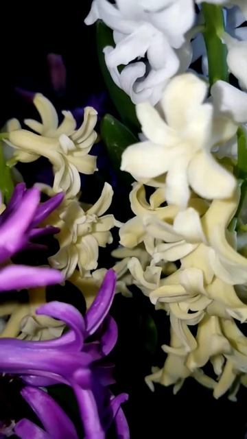 Гиацинты 2.03.25 г. Маме подарю их 8 марта! смотреть онлайн