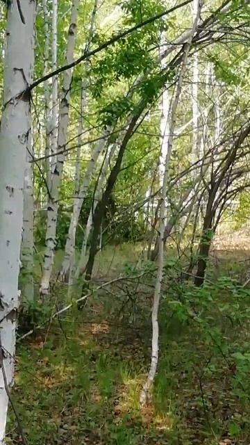 Зимой был дождь#березы погнулись#аномалия смотреть онлайн