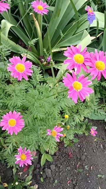 Цветущий сад                                        #традесканция #люпи?