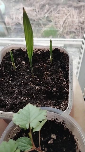 вот ещё финиковые пальмы. смотреть онлайн