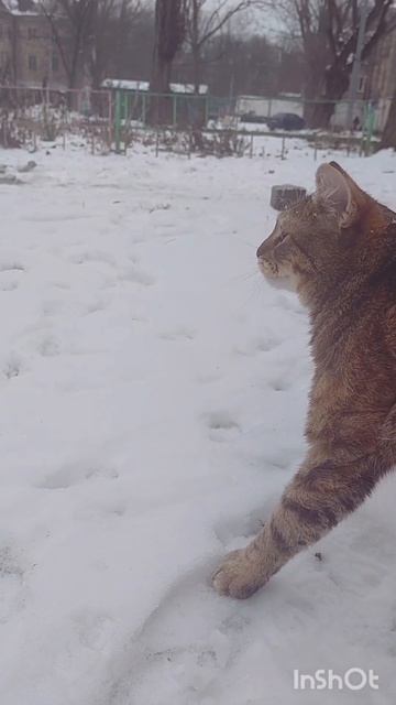 моя кошка Мята и её сон) ♡♡ смотреть онлайн