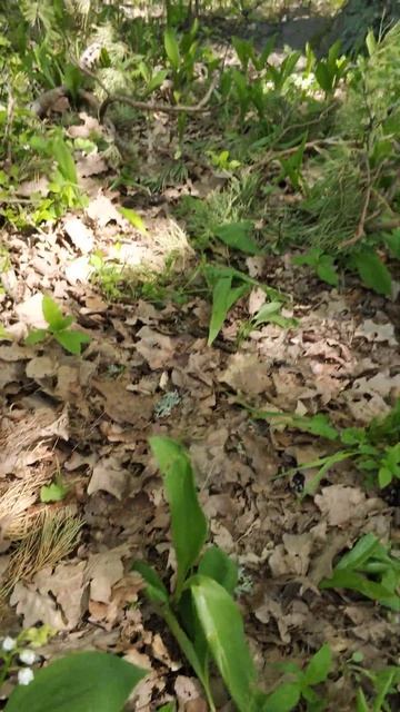 Пуща-Водица. Ландыши, ландыши, майского утра цветы (29.04. смотреть онлайн