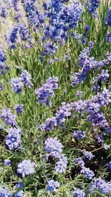 Крым. ОШАЛЕТЬ какая красота. Лавандовые поля😍 п.Турге смотреть онлайн