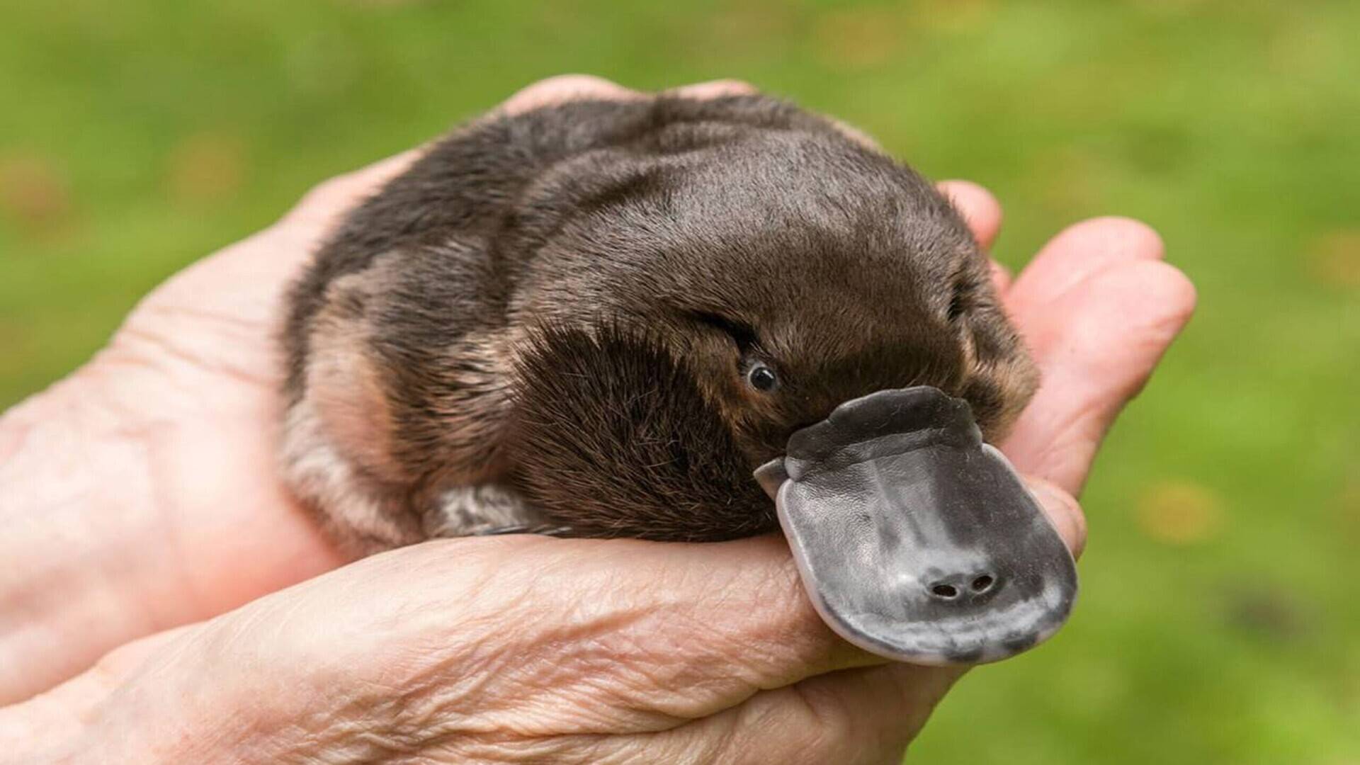 Первозвери: Интересные факты про Ехидну и Утконоса смотреть онлайн