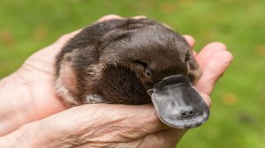 Первозвери: Интересные факты про Ехидну и Утконоса