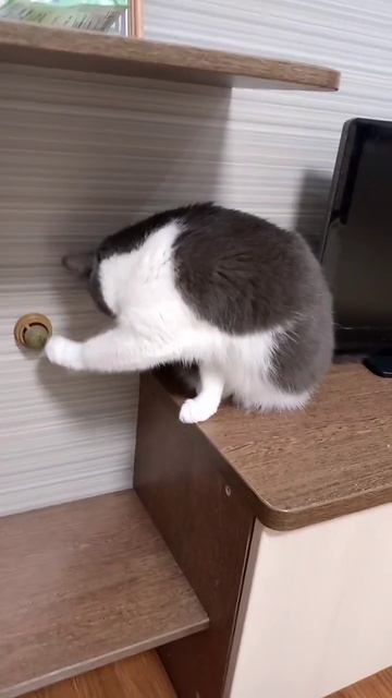 Дося пробует мячик с кошачьей мятой смотреть онлайн