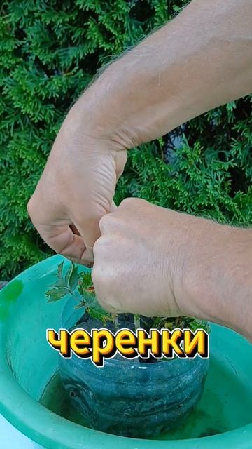 Как размножить садовую ежевику смотреть онлайн