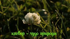Клевер. Целебный отвар и настой из клевера лугового