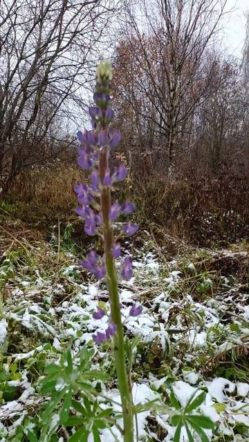 люпин цветёт в ноябре! смотреть онлайн