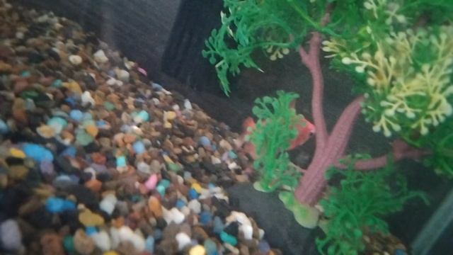 Мои рыбки 💧🌊🐟 смотреть онлайн