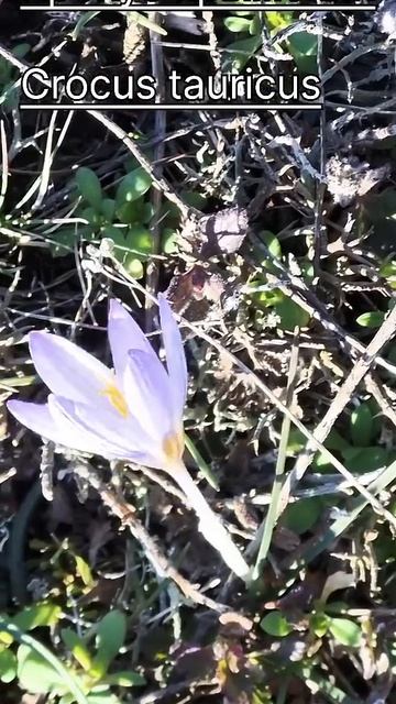 Первоцветы Крыма #nature #shortsvideo #shortvideo #flowers смотреть онлайн