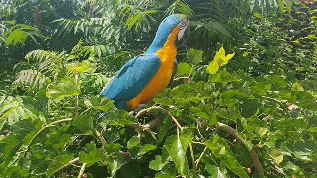 Попугай Ара ест ягоды шелковицы Говорящий попугай Ро? смотреть онлайн