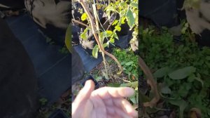 Актинидия. Нюанс формировки 1-го года.