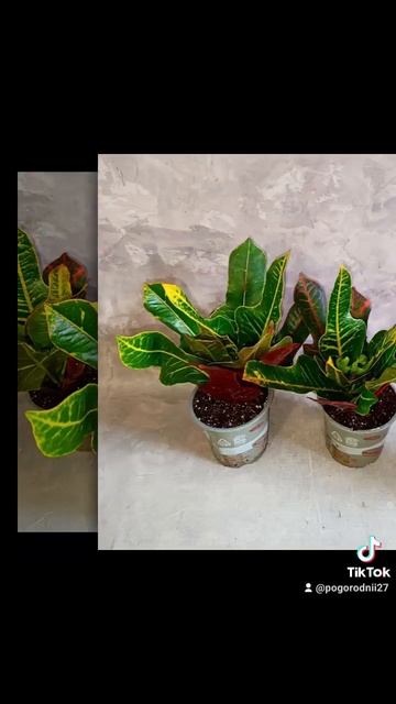 Кротон Экселент, цена 200 гривен! Бронь в вайбер 0996782355 смотреть онлайн