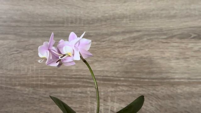 Орхидея Фаленопсис Pinlong Cheris