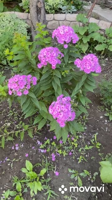Флоксы метельчатые многолетники. #алматы #флоксы