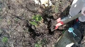 ПЕРЕСАДКА ЛАПЧАТКИ И САМШИТА #садогороддача #garden #сад #