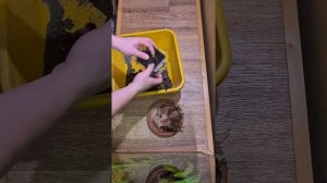 Саженцы клубники с Озона #дача #садоводничество #озон #