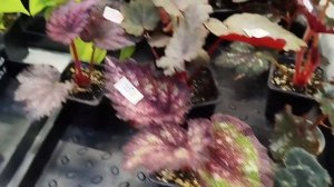 Выставка😍 цветов🏵 г.Екатеринбург❤ ищем любимки♥