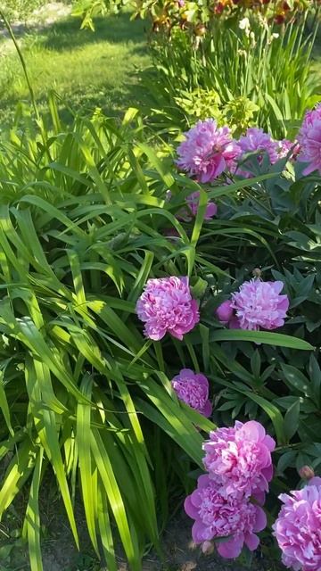ВЕСЕННИЕ ЦВЕТЫ В САДУ 🌸🌺🌸ПИОНЫ И ИРИСЫ 💐🌺💐 смотреть онлайн
