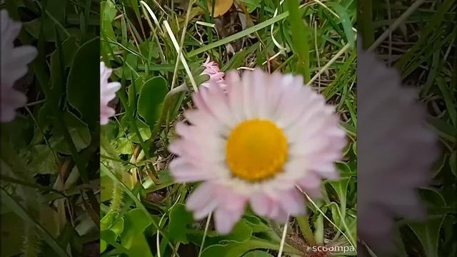Прекрасные маргаритки дарят юным девушкам! ☺❤💐🌸 смотреть онлайн