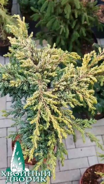 🌲Хвойные растения | Telegram: https://t.me/love_is_hvoiny_dvorik