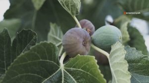 Инжир Интересные факты, которые вы не знали 🍇