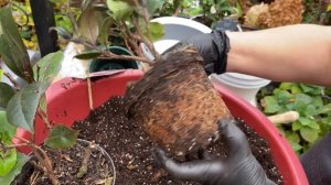 Пересадка камелій