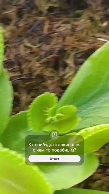 Что с этим делать? #растение #мухоловка #дионея #вопрос смотреть онлайн