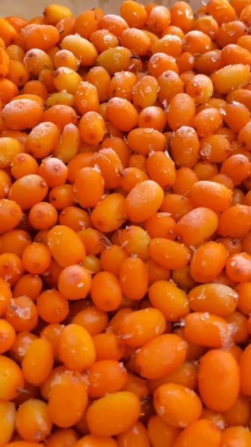 Облепиха садовая смотреть онлайн