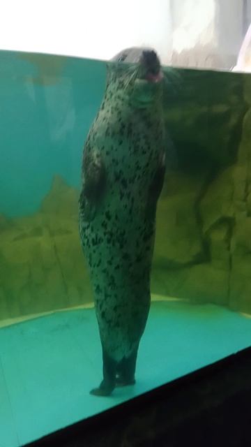 милый морской котик