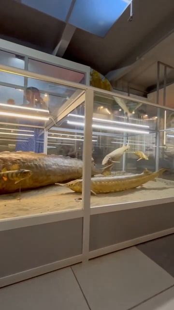 С такой рыбиной уху есть можно неделю :) #QVEDO Travel Show смотреть онлайн