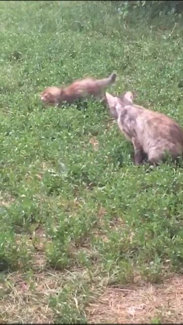 Котёнок Мята и её мама смотреть онлайн