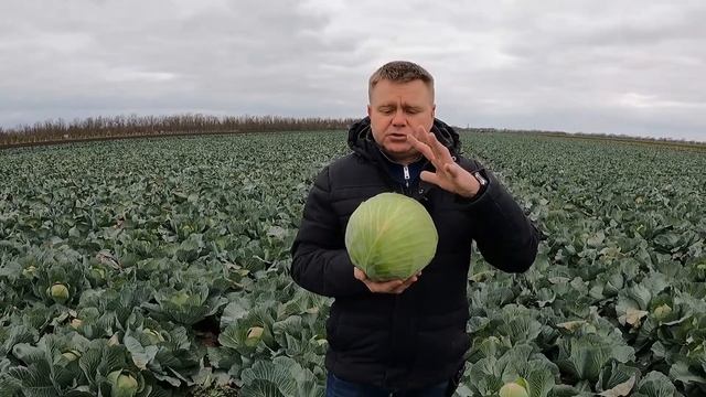 СВ 3404 ЖЛ F1 – Для длительного хранения, Seminis