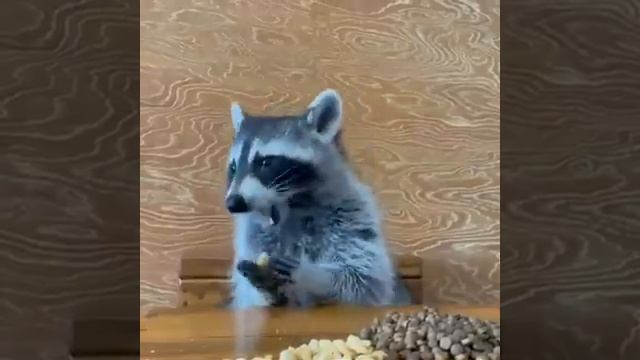 Raccoon Eat a Peanuts | Енот ест арахис | Raccoon Lovers | Любите енот смотреть онлайн