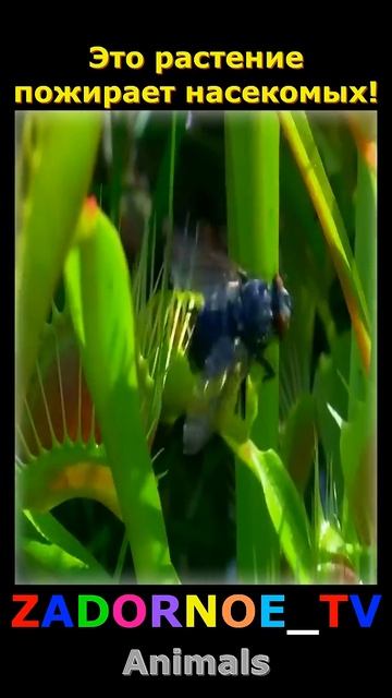 Растение-хищник! #природа #Венерина мухоловка #растен? смотреть онлайн