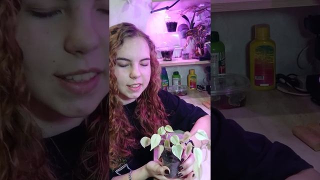 Пеперомии #plants #растения #цветы #домашниецветы #пеперо? смотреть онлайн
