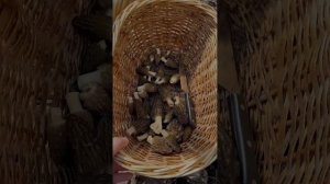 Есть ЯДОВИТЫЙ! ☠️ 🧪 Как отличить сморчки от строчков