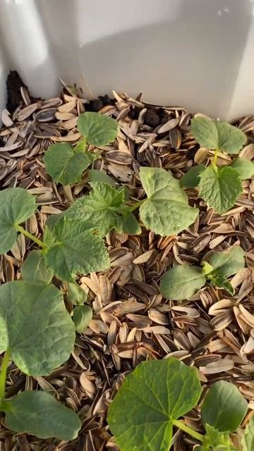 #счастье #дача #сад #огород #перец #огурцы #помидоры #рас смотреть онлайн